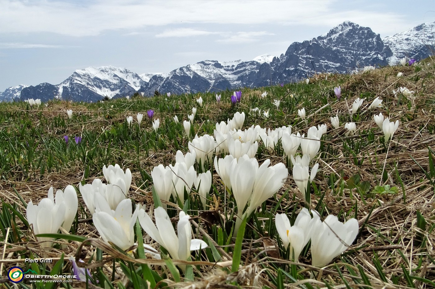 05 Crocus bianchi e violetti in fiore ai prati della Pigolotta.JPG